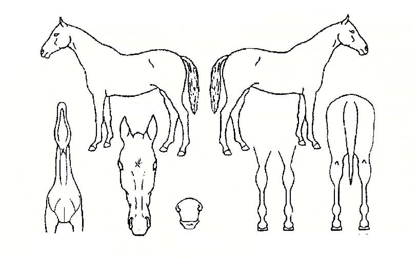 �����Ǻ���� ����,���,�޸�,�λ�,�ٸ��� Ư¡����