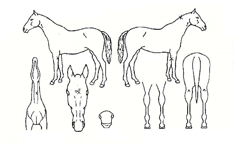 �ص������� ����,���,�޸�,�λ�,�ٸ��� Ư¡����