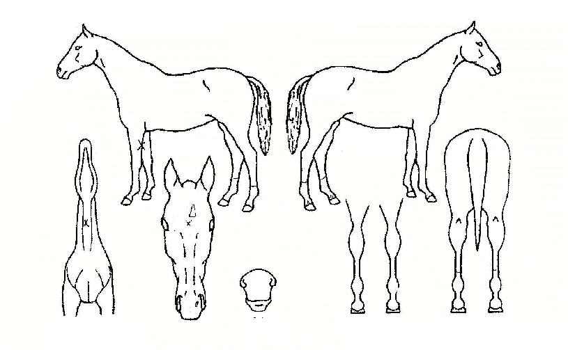 ���������� ����,���,�޸�,�λ�,�ٸ��� Ư¡����