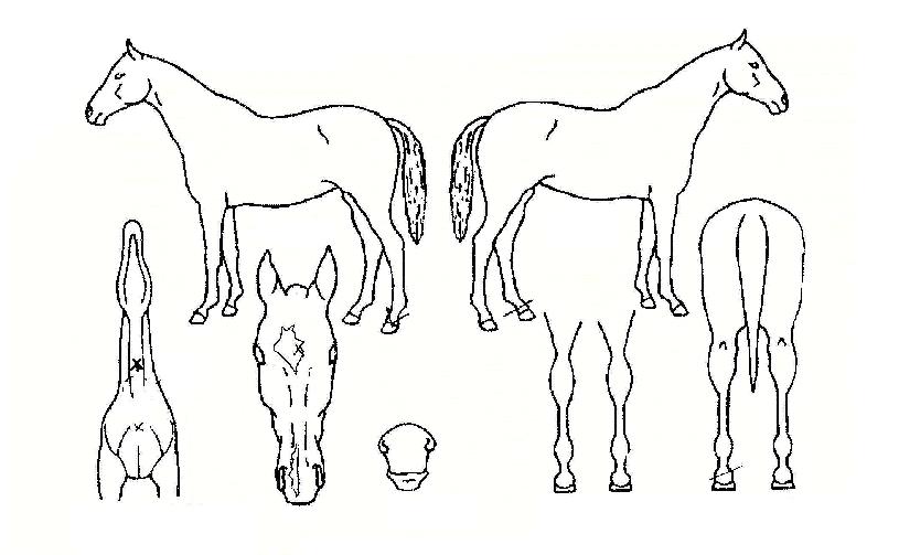 ���ο���� ����,���,�޸�,�λ�,�ٸ��� Ư¡����