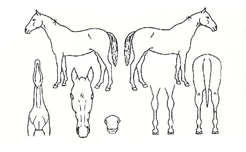 °¡¾ß±â»óÀÇ Ãø¸é,¿ì¸é,µÞ¸é,µÎ»ó,´Ù¸®ÀÇ Æ¯Â¡µµÇØ