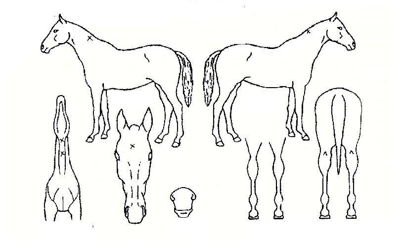 �׷��̽����� ����,���,�޸�,�λ�,�ٸ��� Ư¡����