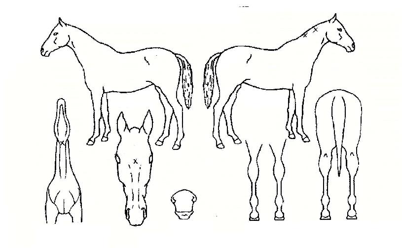 �ϱذ��� ����,���,�޸�,�λ�,�ٸ��� Ư¡����