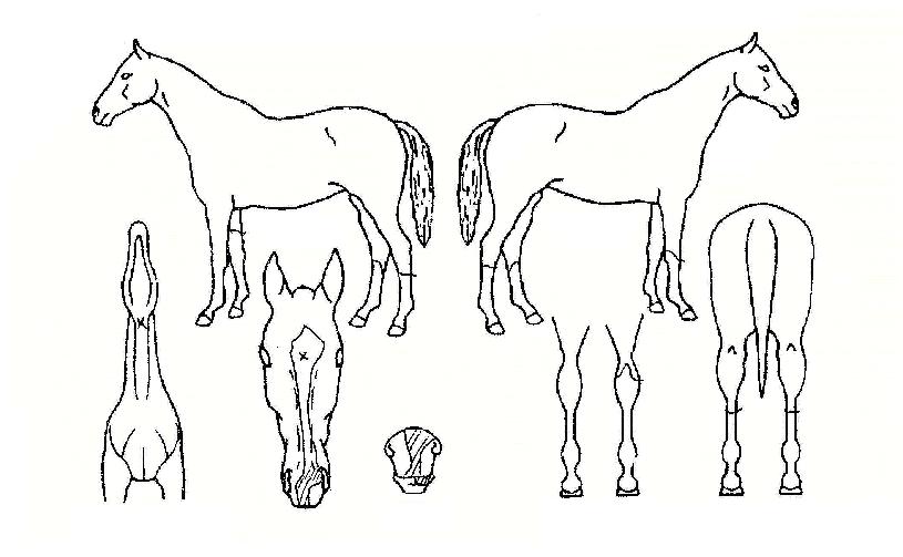 ¾ðÅÍóºíÀÇ Ãø¸é,¿ì¸é,µÞ¸é,µÎ»ó,´Ù¸®ÀÇ Æ¯Â¡µµÇØ