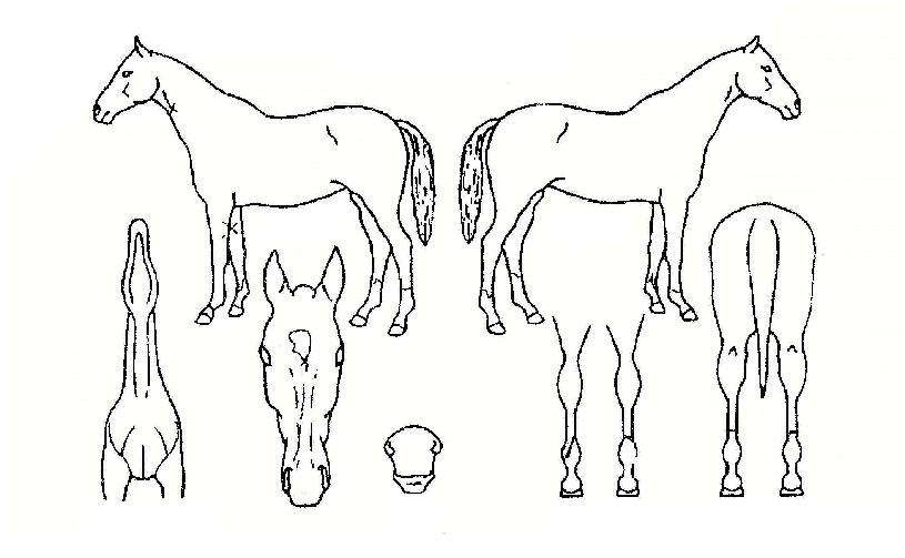 °¡¾ßÀü¼³ÀÇ Ãø¸é,¿ì¸é,µÞ¸é,µÎ»ó,´Ù¸®ÀÇ Æ¯Â¡µµÇØ