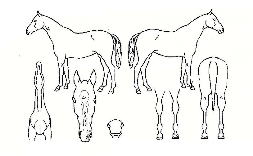 û����ڸ��� ����,���,�޸�,�λ�,�ٸ��� Ư¡����