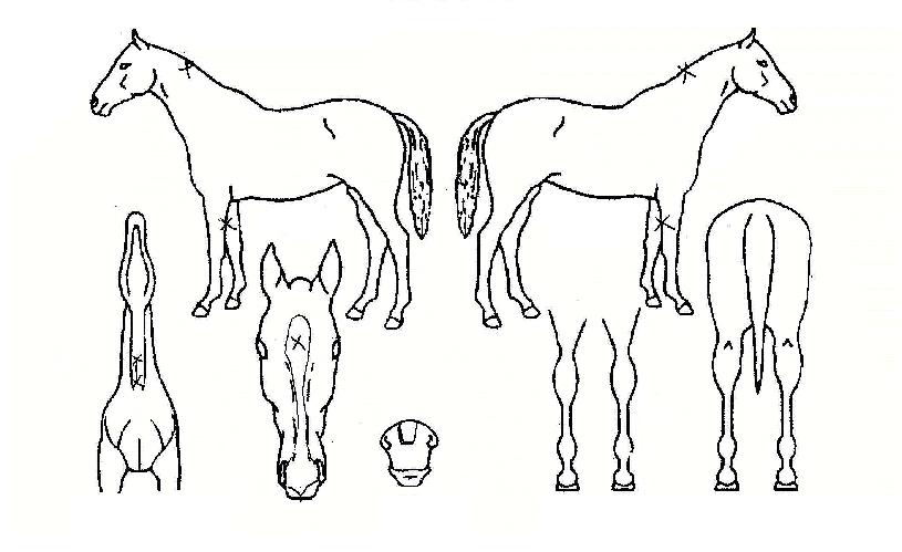 ¸ÅÁ÷ºäÀÚ¸¶ÀÇ Ãø¸é,¿ì¸é,µÞ¸é,µÎ»ó,´Ù¸®ÀÇ Æ¯Â¡µµÇØ