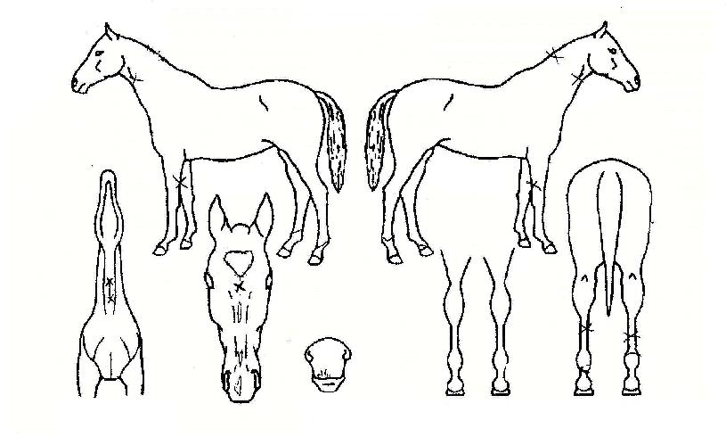 ��������Ʈ�� ����,���,�޸�,�λ�,�ٸ��� Ư¡����