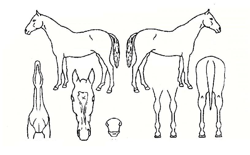 Ä·ÇÁÆÄÀ̾îÀÇ Ãø¸é,¿ì¸é,µÞ¸é,µÎ»ó,´Ù¸®ÀÇ Æ¯Â¡µµÇØ