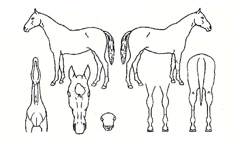 �Ƚü��� ����,���,�޸�,�λ�,�ٸ��� Ư¡����