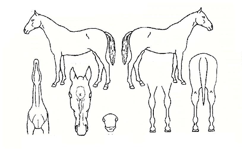 ÇÏÀÌij¸®ÀÇ Ãø¸é,¿ì¸é,µÞ¸é,µÎ»ó,´Ù¸®ÀÇ Æ¯Â¡µµÇØ