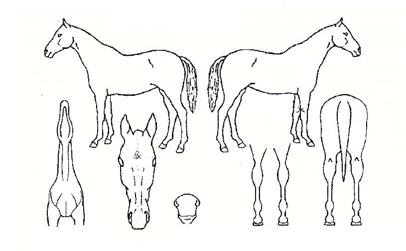 ±ÂÃÊÀ̽ºÀÇ Ãø¸é,¿ì¸é,µÞ¸é,µÎ»ó,´Ù¸®ÀÇ Æ¯Â¡µµÇØ