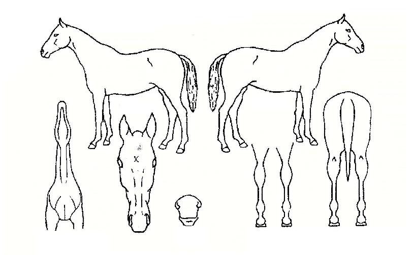 ±Û·Î¸®¿£Á©ÀÇ Ãø¸é,¿ì¸é,µÞ¸é,µÎ»ó,´Ù¸®ÀÇ Æ¯Â¡µµÇØ