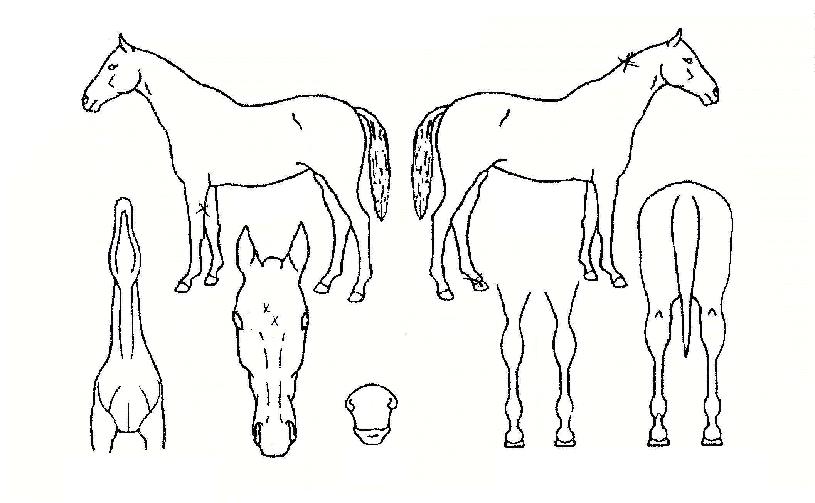 °¡¾ßº¸¹èÀÇ Ãø¸é,¿ì¸é,µÞ¸é,µÎ»ó,´Ù¸®ÀÇ Æ¯Â¡µµÇØ