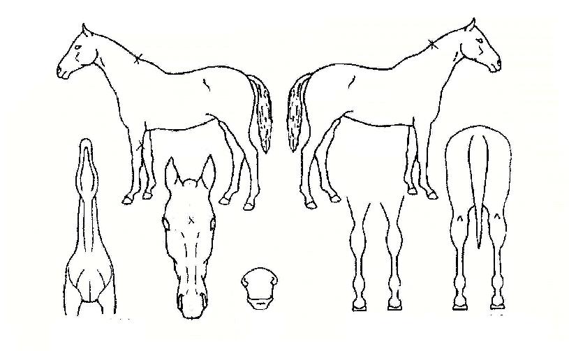 �׷���Ӵ��� ����,���,�޸�,�λ�,�ٸ��� Ư¡����