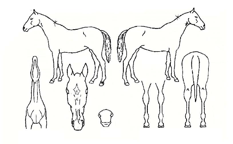 �׷���Ʈŷ���� ����,���,�޸�,�λ�,�ٸ��� Ư¡����