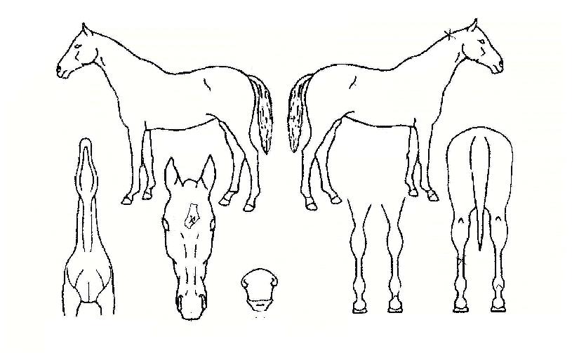 ¼¼ÀÌŰ»þÇÇÀÇ Ãø¸é,¿ì¸é,µÞ¸é,µÎ»ó,´Ù¸®ÀÇ Æ¯Â¡µµÇØ