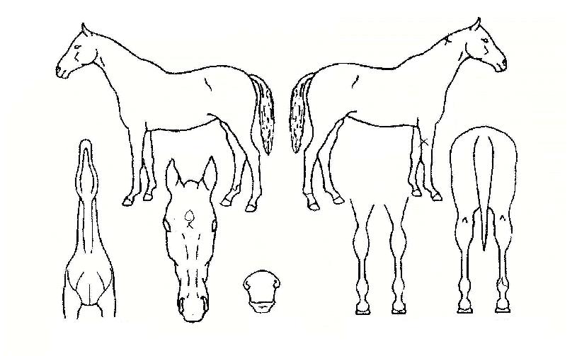 �ϴû��� ����,���,�޸�,�λ�,�ٸ��� Ư¡����