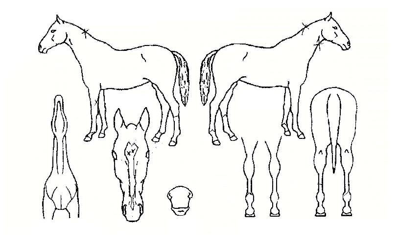 º¼µåÀ©ÁîÀÇ Ãø¸é,¿ì¸é,µÞ¸é,µÎ»ó,´Ù¸®ÀÇ Æ¯Â¡µµÇØ