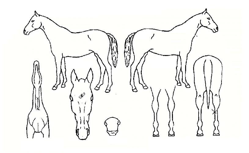 ÈÀÎÁöÇÁÀÇ Ãø¸é,¿ì¸é,µÞ¸é,µÎ»ó,´Ù¸®ÀÇ Æ¯Â¡µµÇØ