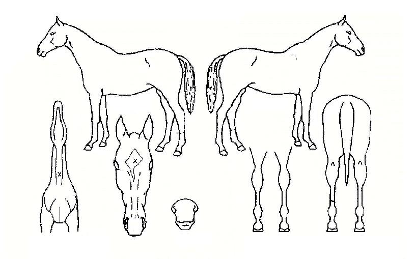 È«»ó¾îÀÇ Ãø¸é,¿ì¸é,µÞ¸é,µÎ»ó,´Ù¸®ÀÇ Æ¯Â¡µµÇØ