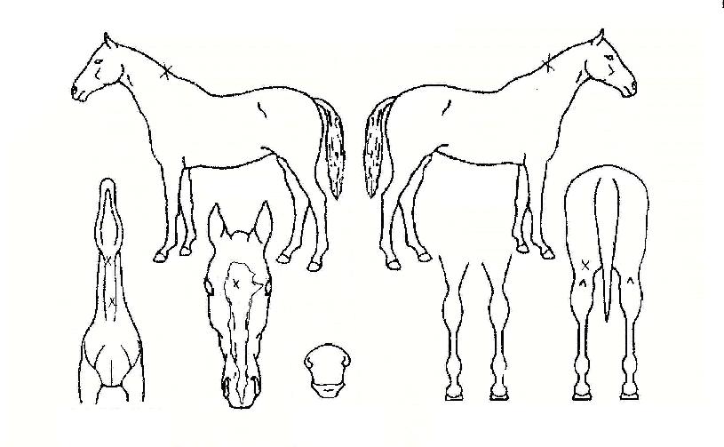 Ä«ÀÌÆ®ÀÇ Ãø¸é,¿ì¸é,µÞ¸é,µÎ»ó,´Ù¸®ÀÇ Æ¯Â¡µµÇØ