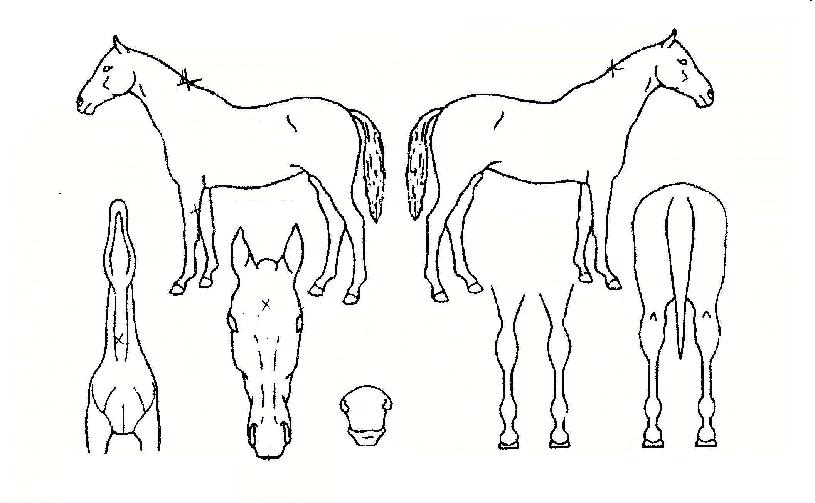 ½Ç¹öÆÒÅÒÀÇ Ãø¸é,¿ì¸é,µÞ¸é,µÎ»ó,´Ù¸®ÀÇ Æ¯Â¡µµÇØ