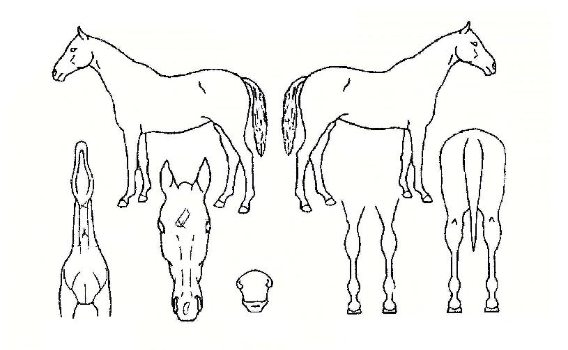 ����Ǳٿ��� ����,���,�޸�,�λ�,�ٸ��� Ư¡����