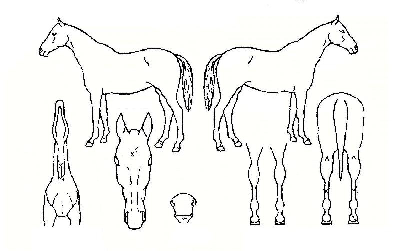 Ž������ ����,���,�޸�,�λ�,�ٸ��� Ư¡����