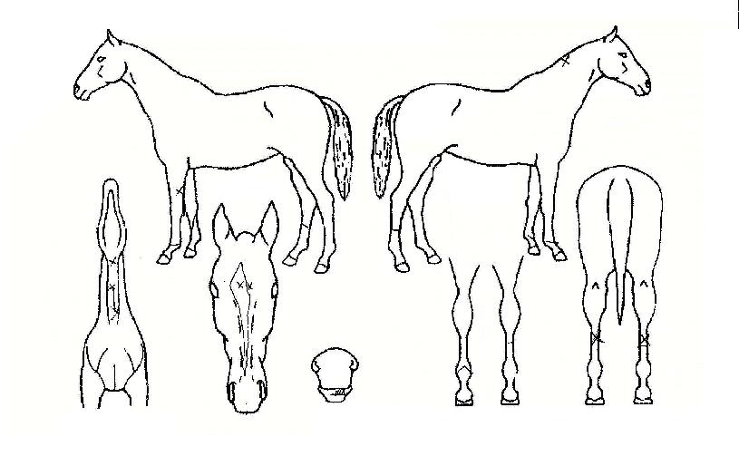 Ȧ������Ʈ���̵��ڸ��� ����,���,�޸�,�λ�,�ٸ��� Ư¡����