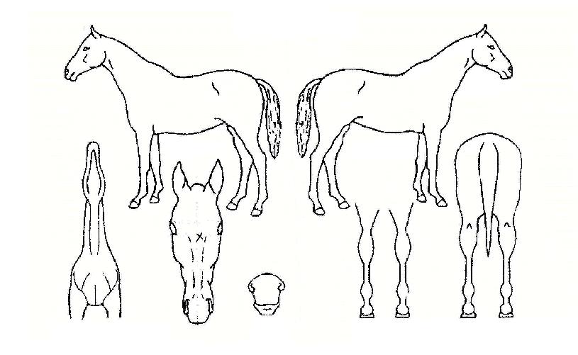 ���佺�� ����,���,�޸�,�λ�,�ٸ��� Ư¡����