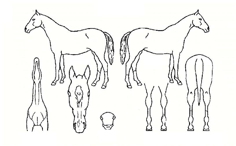 �Ѿ��� ����,���,�޸�,�λ�,�ٸ��� Ư¡����