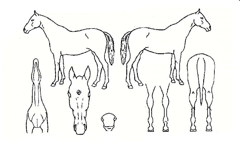 �˵����ũ�� ����,���,�޸�,�λ�,�ٸ��� Ư¡����