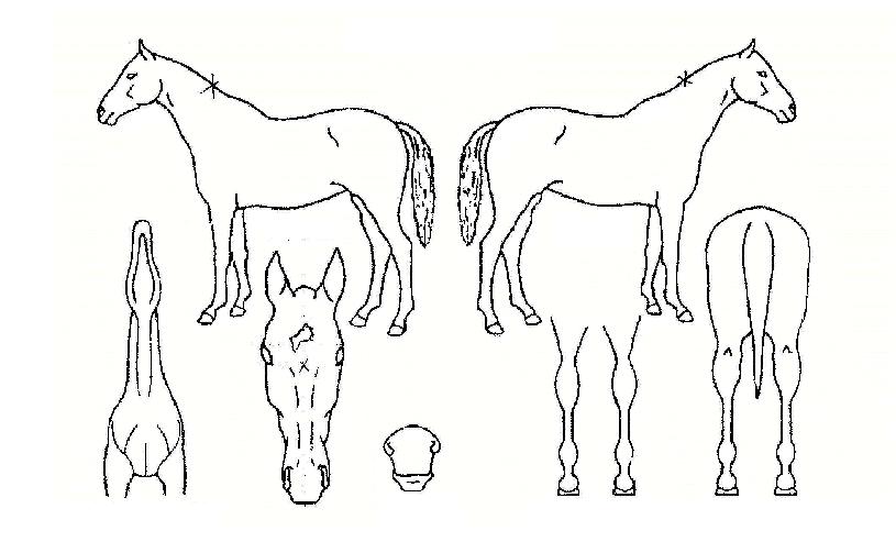 Èæ°æÀÇ Ãø¸é,¿ì¸é,µÞ¸é,µÎ»ó,´Ù¸®ÀÇ Æ¯Â¡µµÇØ