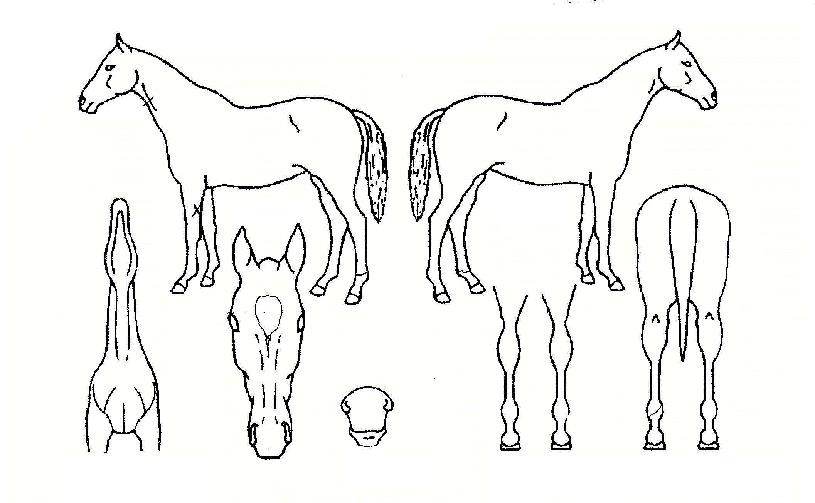 ����������� ����,���,�޸�,�λ�,�ٸ��� Ư¡����