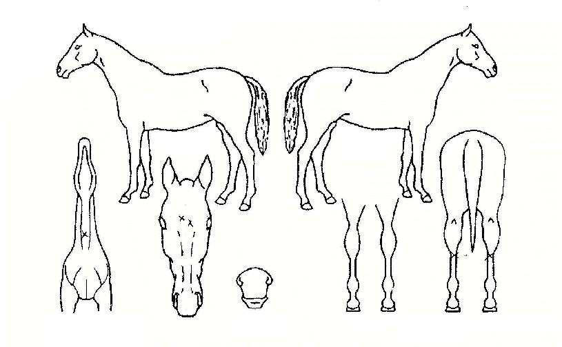 ��ȣ������ ����,���,�޸�,�λ�,�ٸ��� Ư¡����