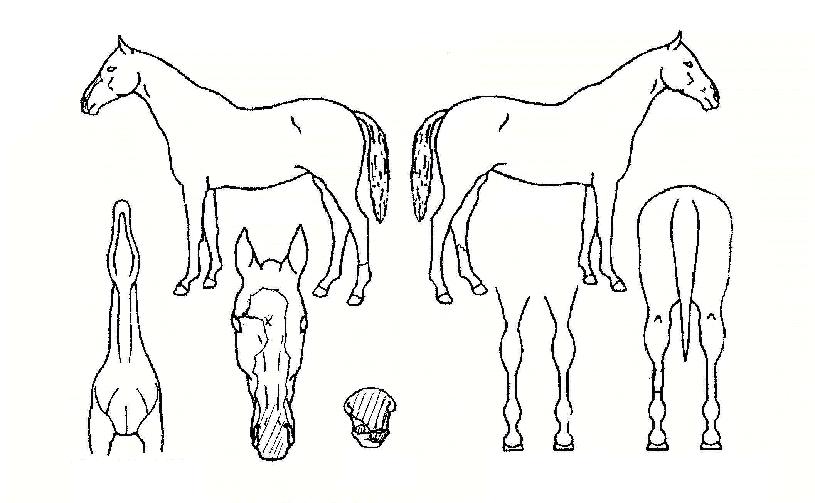 ����Ƚ��� ����,���,�޸�,�λ�,�ٸ��� Ư¡����