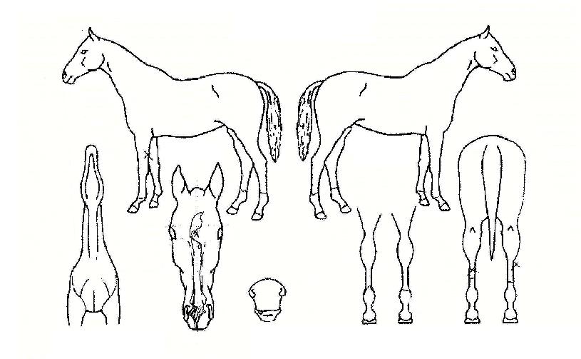 ¸íÀ庻»öÀÇ Ãø¸é,¿ì¸é,µÞ¸é,µÎ»ó,´Ù¸®ÀÇ Æ¯Â¡µµÇØ