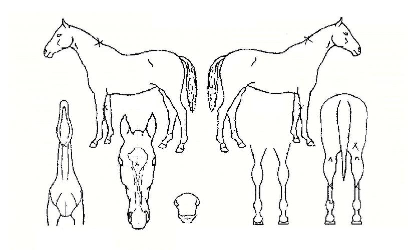 ¾ßÈÄÀ̺¥Æ®ÀÇ Ãø¸é,¿ì¸é,µÞ¸é,µÎ»ó,´Ù¸®ÀÇ Æ¯Â¡µµÇØ