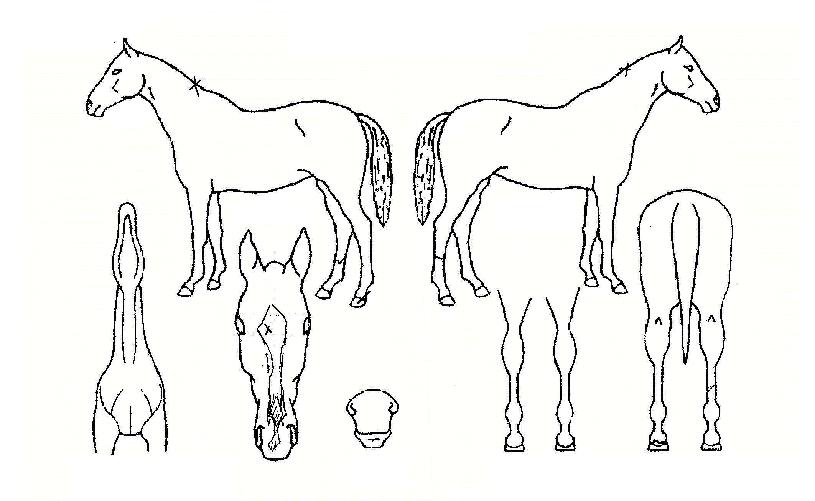 �޺��ʷ��� ����,���,�޸�,�λ�,�ٸ��� Ư¡����