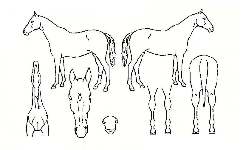 ³ë´ø¿¡À̽ºÀÇ Ãø¸é,¿ì¸é,µÞ¸é,µÎ»ó,´Ù¸®ÀÇ Æ¯Â¡µµÇØ