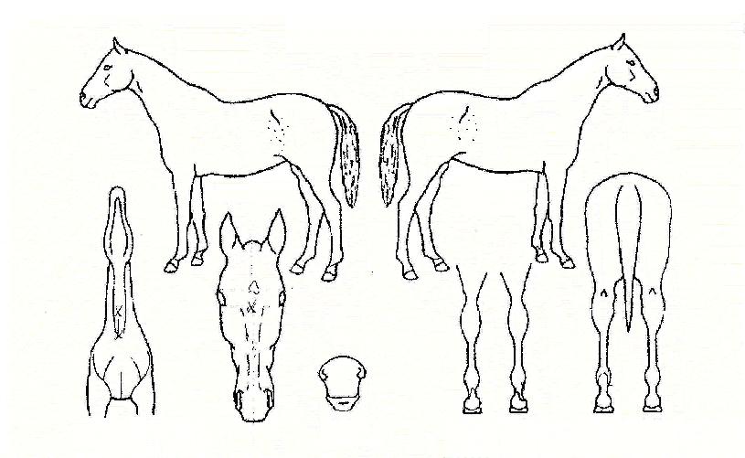 ������������ ����,���,�޸�,�λ�,�ٸ��� Ư¡����