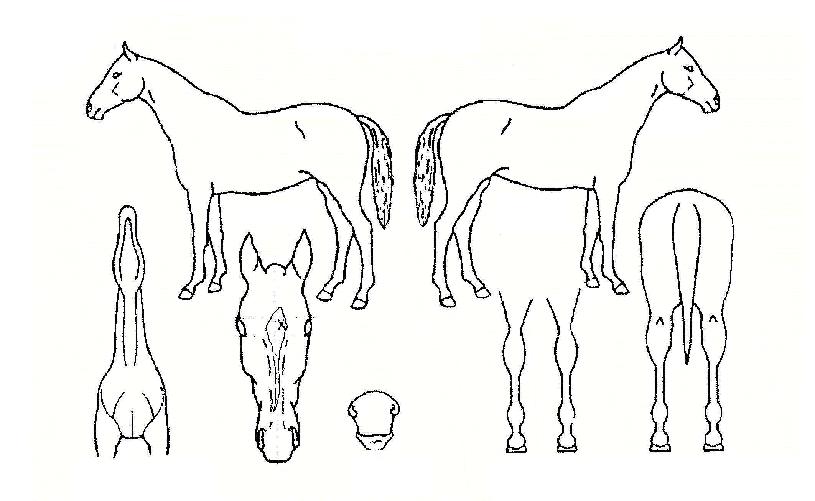 ¸®¾óºòÅÍÀÇ Ãø¸é,¿ì¸é,µÞ¸é,µÎ»ó,´Ù¸®ÀÇ Æ¯Â¡µµÇØ