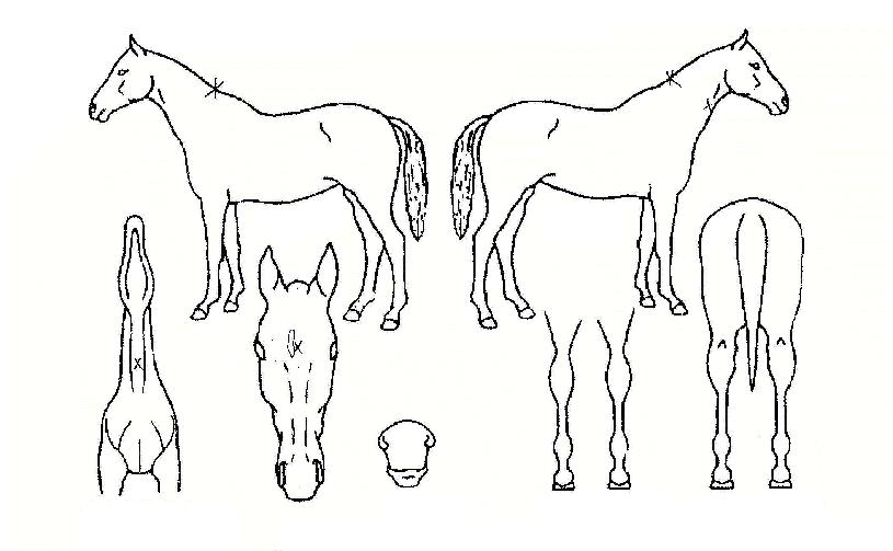 ������ ����,���,�޸�,�λ�,�ٸ��� Ư¡����