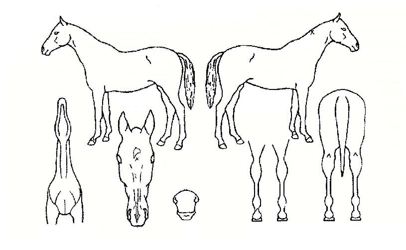 °úõ¿©¿ÕÀÚ¸¶ÀÇ Ãø¸é,¿ì¸é,µÞ¸é,µÎ»ó,´Ù¸®ÀÇ Æ¯Â¡µµÇØ