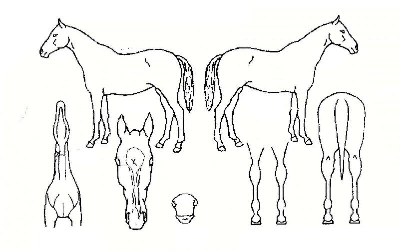 ÇìÀ̸ÇÀÇ Ãø¸é,¿ì¸é,µÞ¸é,µÎ»ó,´Ù¸®ÀÇ Æ¯Â¡µµÇØ