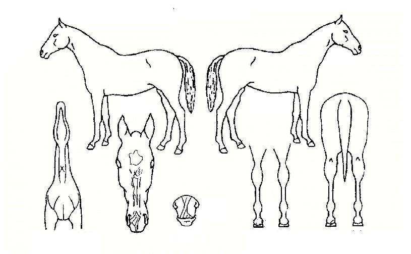 ����ũ������� ����,���,�޸�,�λ�,�ٸ��� Ư¡����