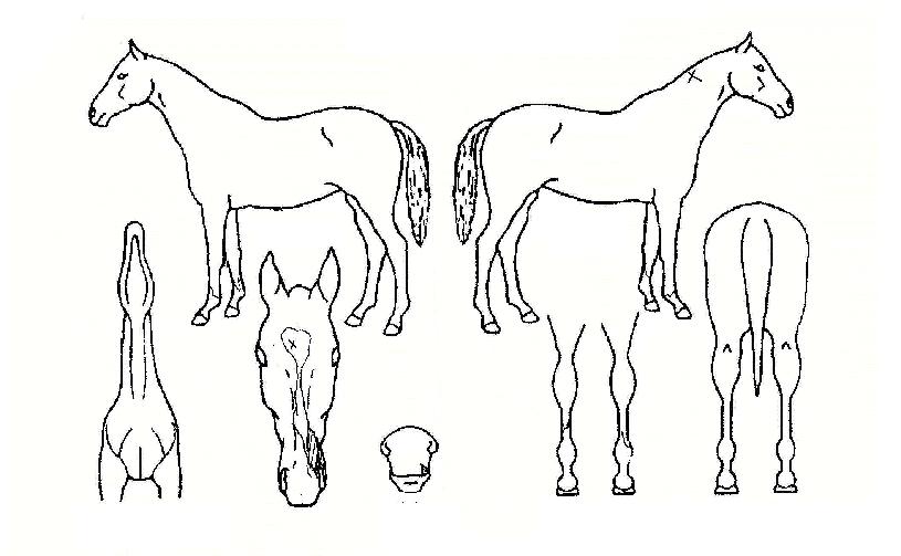 ȲÁ¦±ÃÀÇ Ãø¸é,¿ì¸é,µÞ¸é,µÎ»ó,´Ù¸®ÀÇ Æ¯Â¡µµÇØ