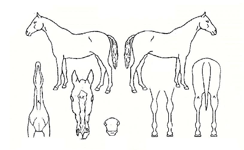 �̷�Ŭ������ ����,���,�޸�,�λ�,�ٸ��� Ư¡����