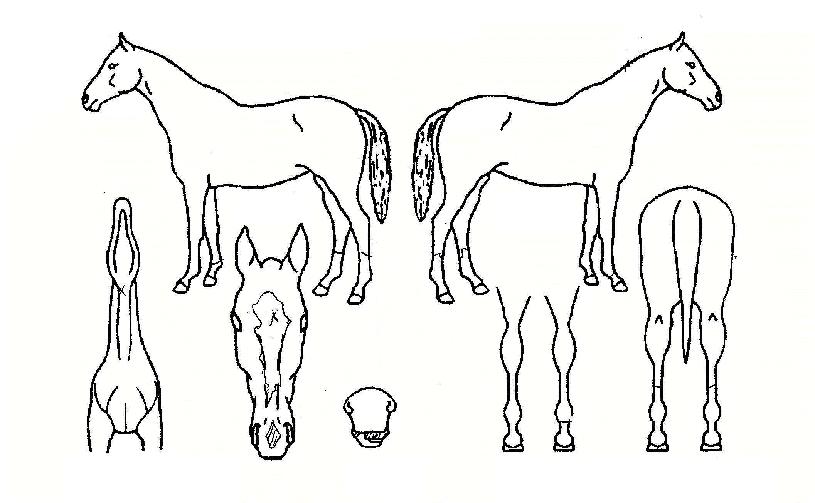 �����ڵ��� ����,���,�޸�,�λ�,�ٸ��� Ư¡����